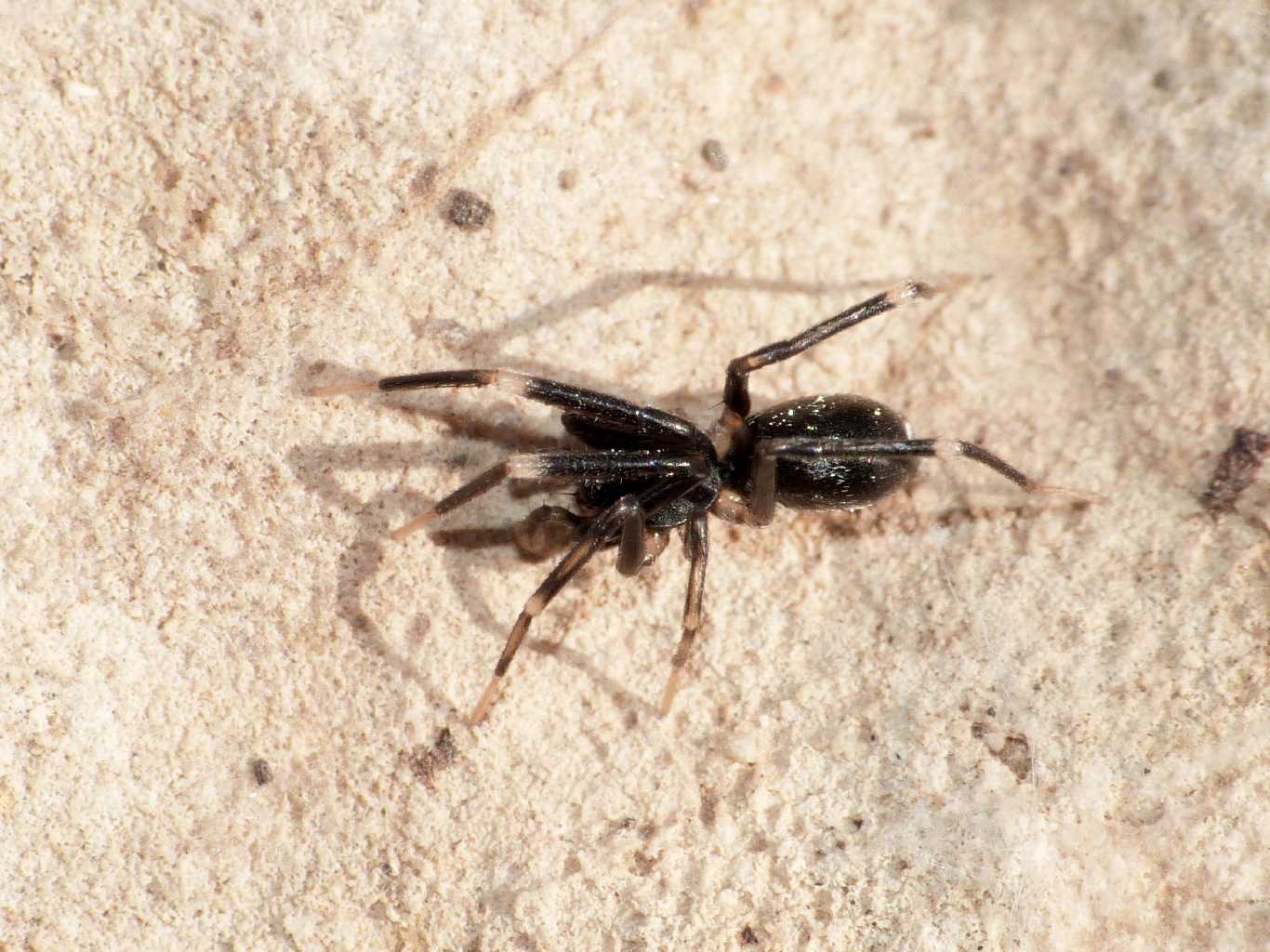 Liophrurillus flavitarsis - Tolfa (RM)